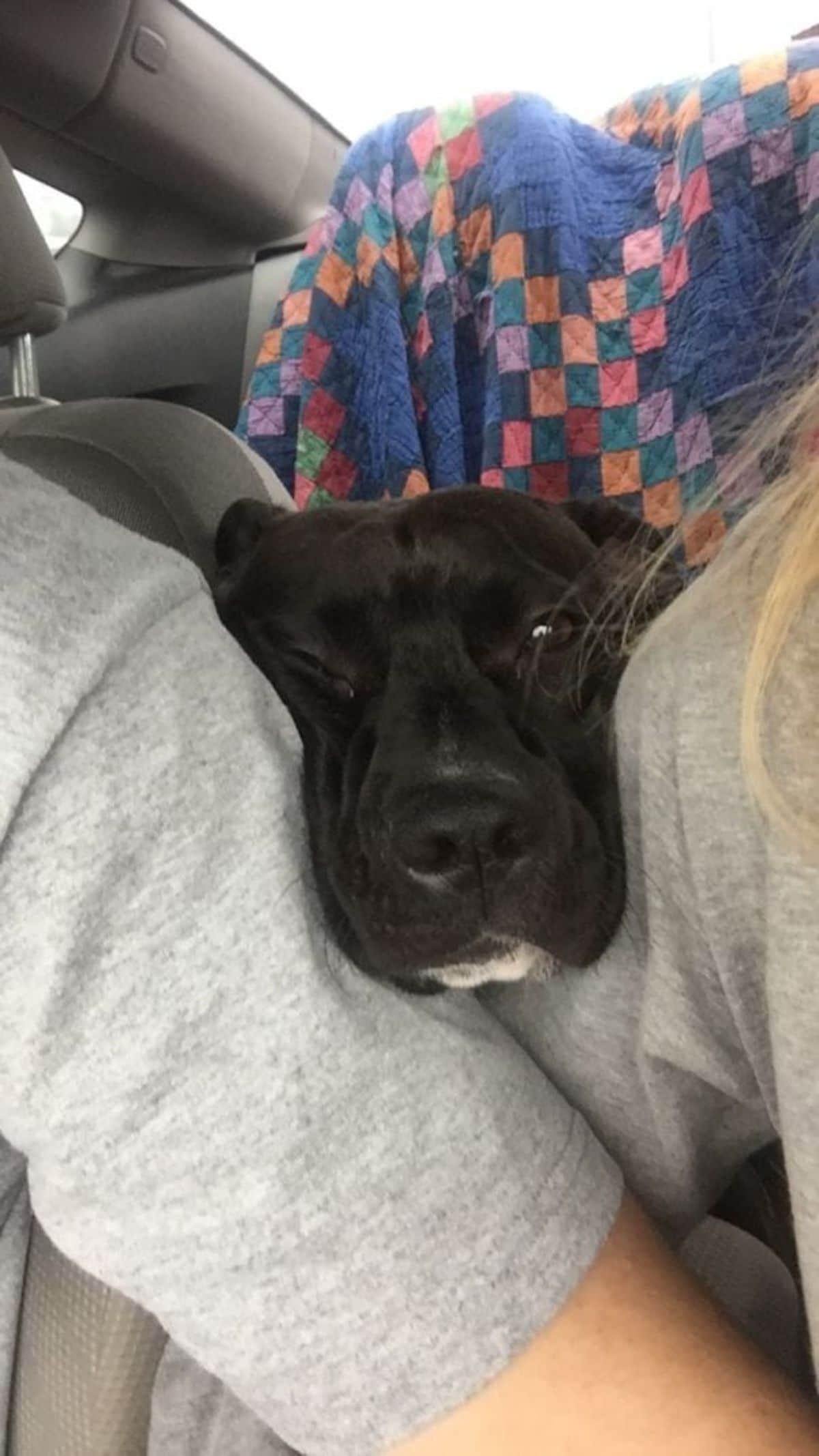 black dog's face between two people sitting in the front seat of a car