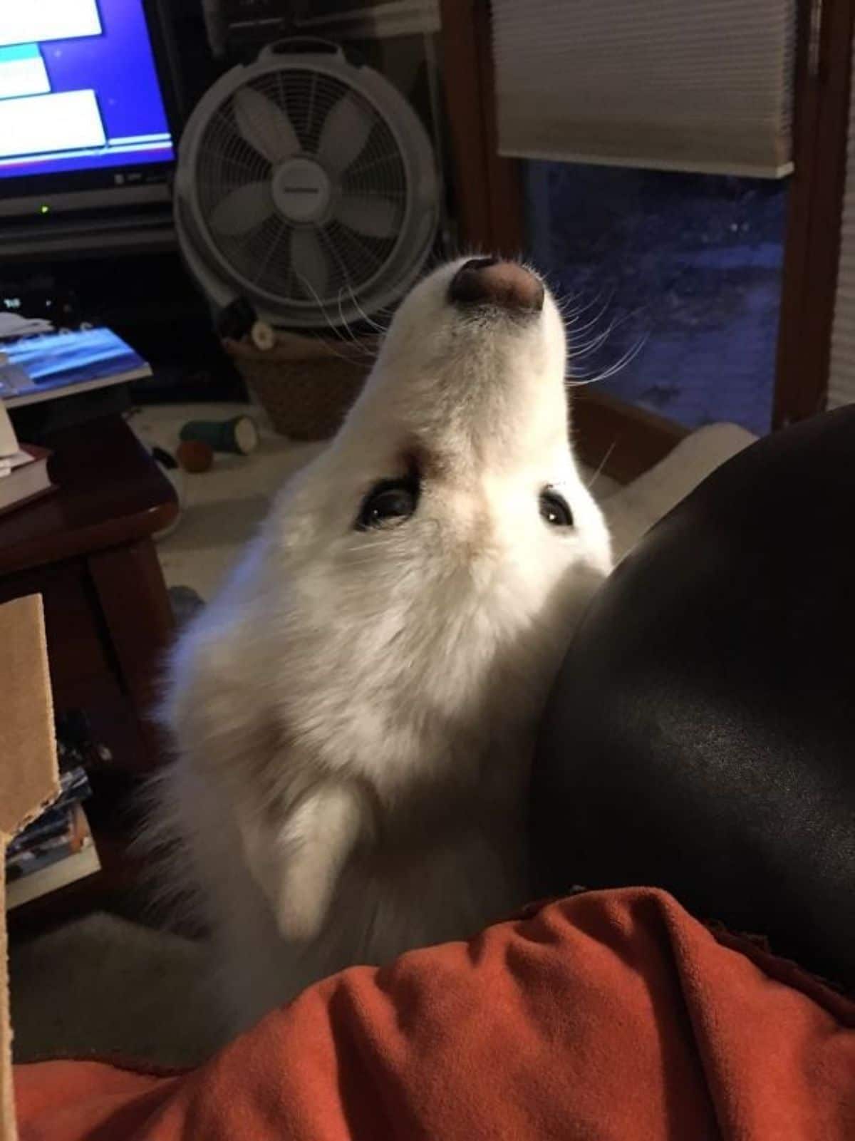 samoyed looking up at standing between a table and someone's legs