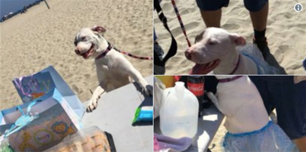 3 photos of a white dog getting a bay shower at a beach