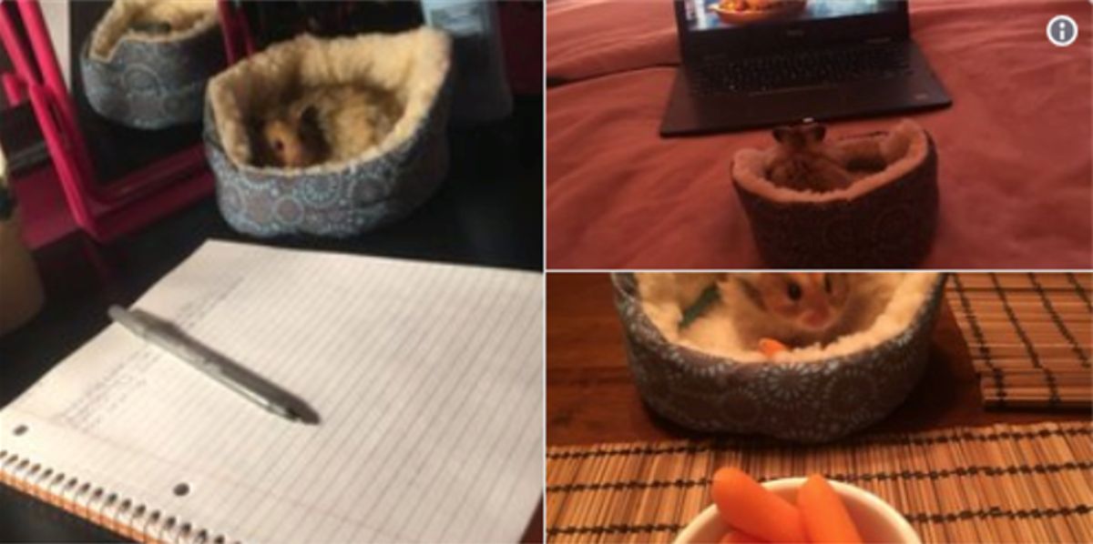3 photos of a hamster in its own tiny bed