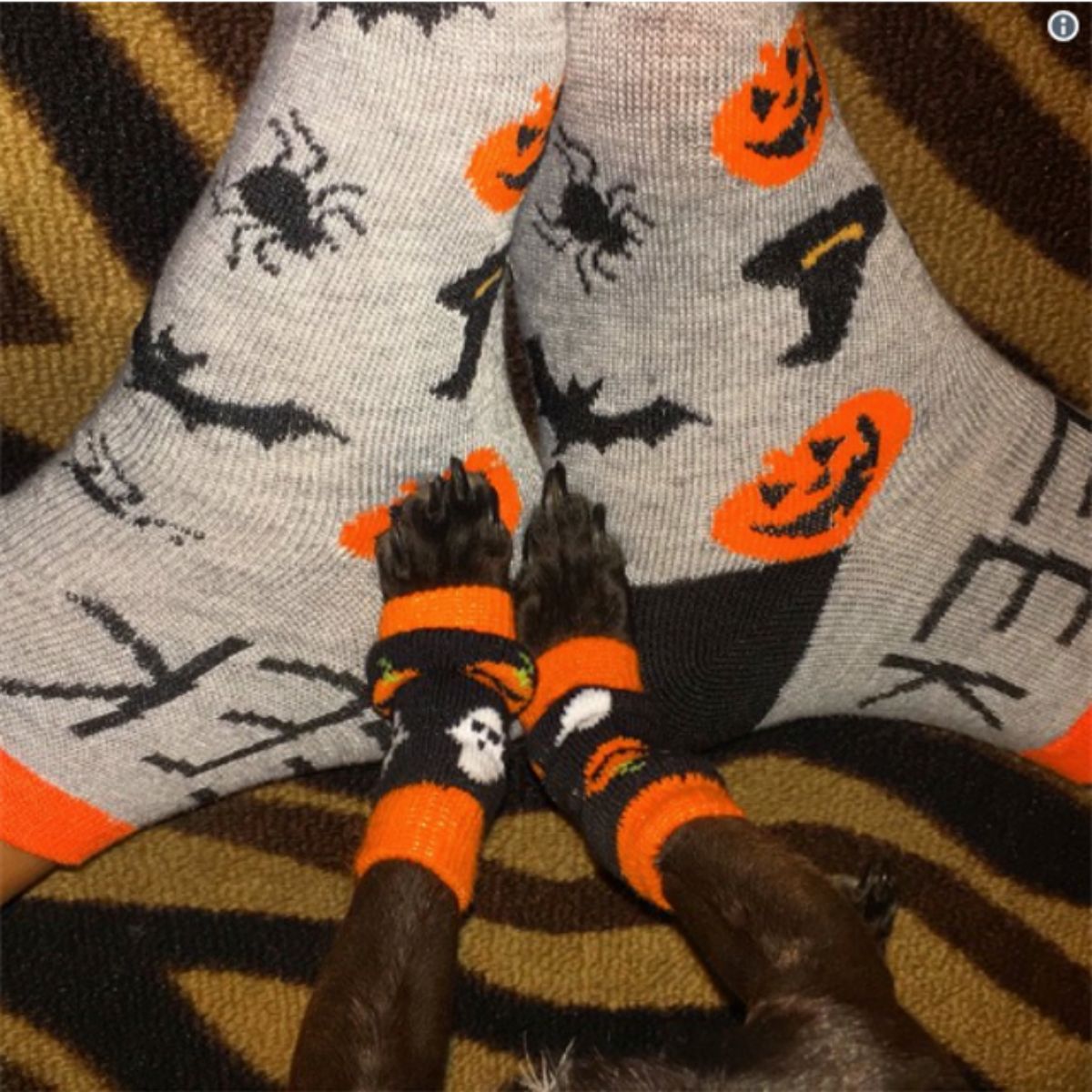 a woman's legs with a dog's legs with both wearing black, orange and grey matching halloween-themed socks