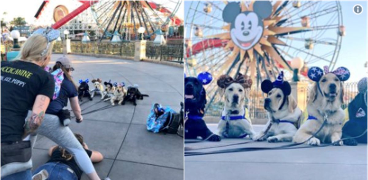 2 photos of a group of dogs wearing mickey mouse ears at an amusement park