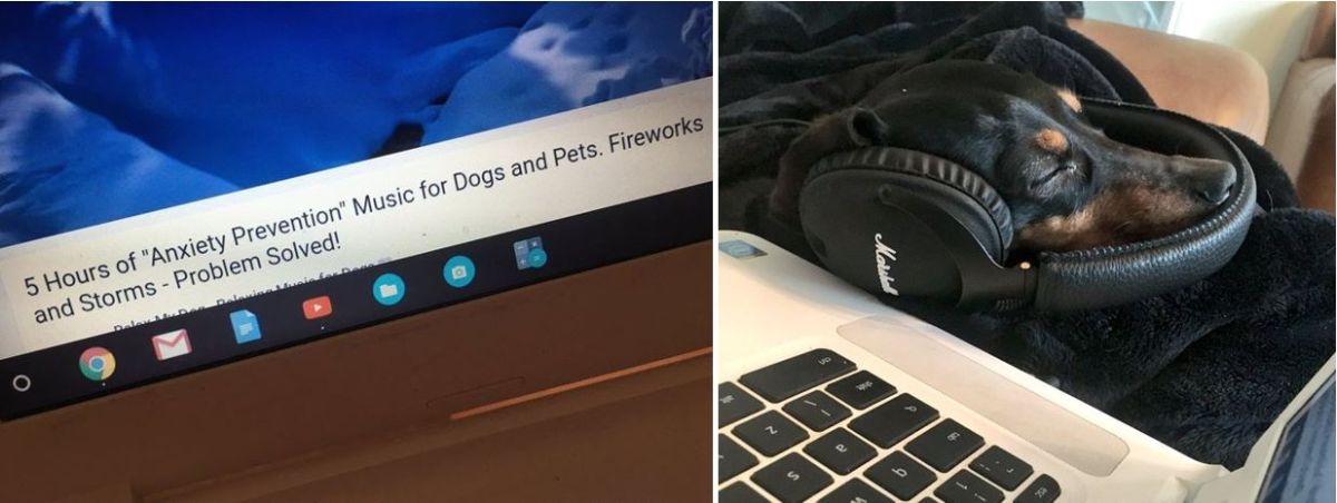 a photo of a youtube video of anxiety music for dogs and the second photo of a black dog listening to the music