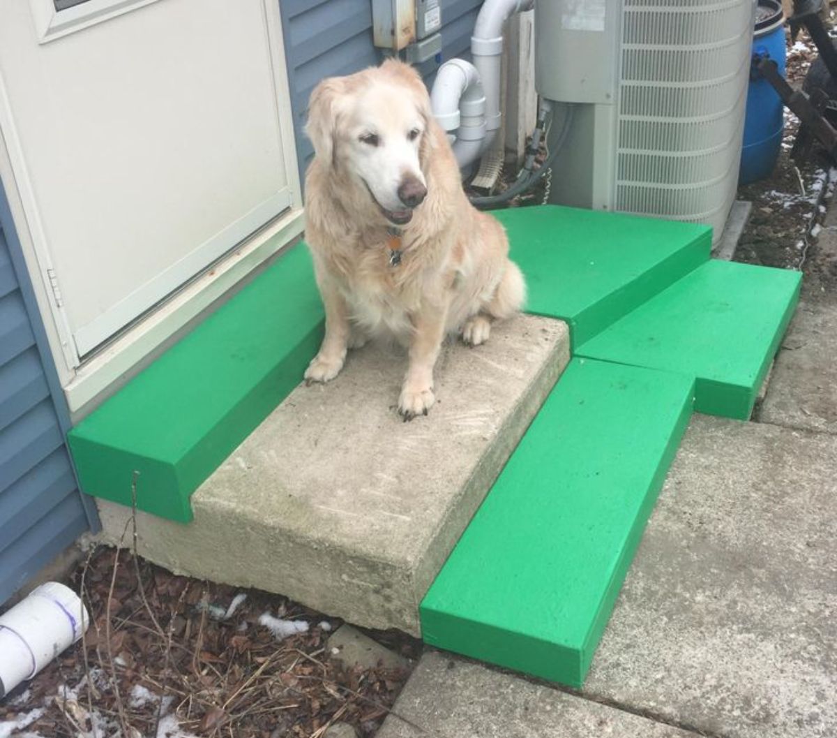 an old golden retriever sitting on a grey stair surrounded by green stairs 
