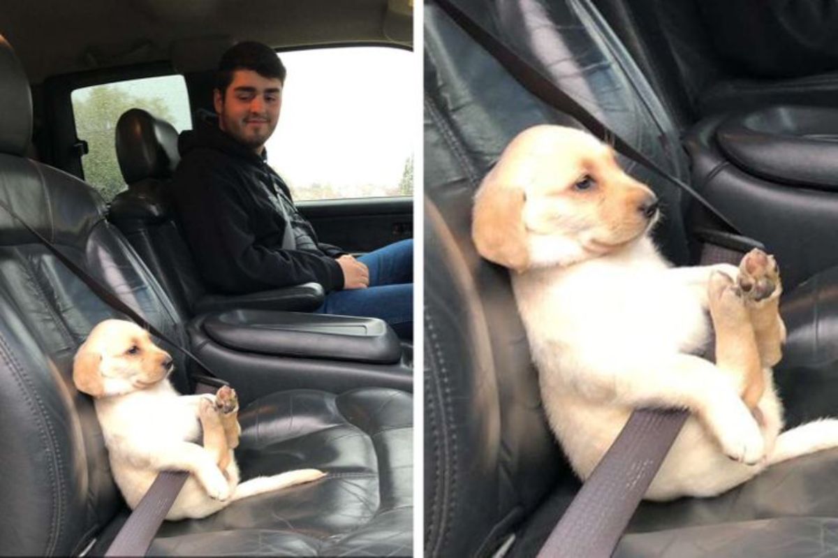 golden retriever puppy sitting in a passenger seat wearing a seatbelt next to a man in the driver's seat