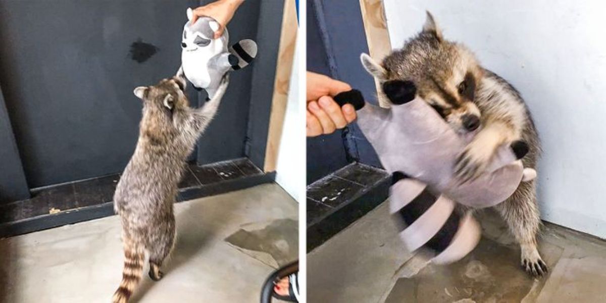 2 photos of a raccoon getting a grey raccoon stuffed toy