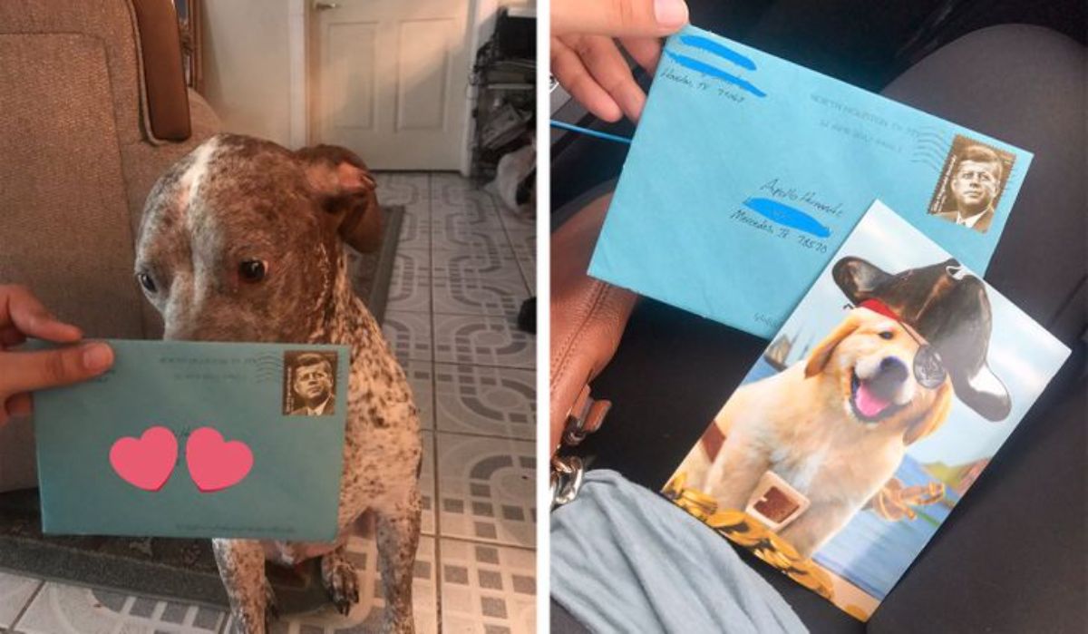2 photos of a brown and white dog getting a birthday card with a puppy wearing a pirate hat