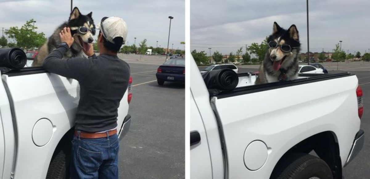 2 photos of a husky wearing sunglasses sitting in the bed of a white truck