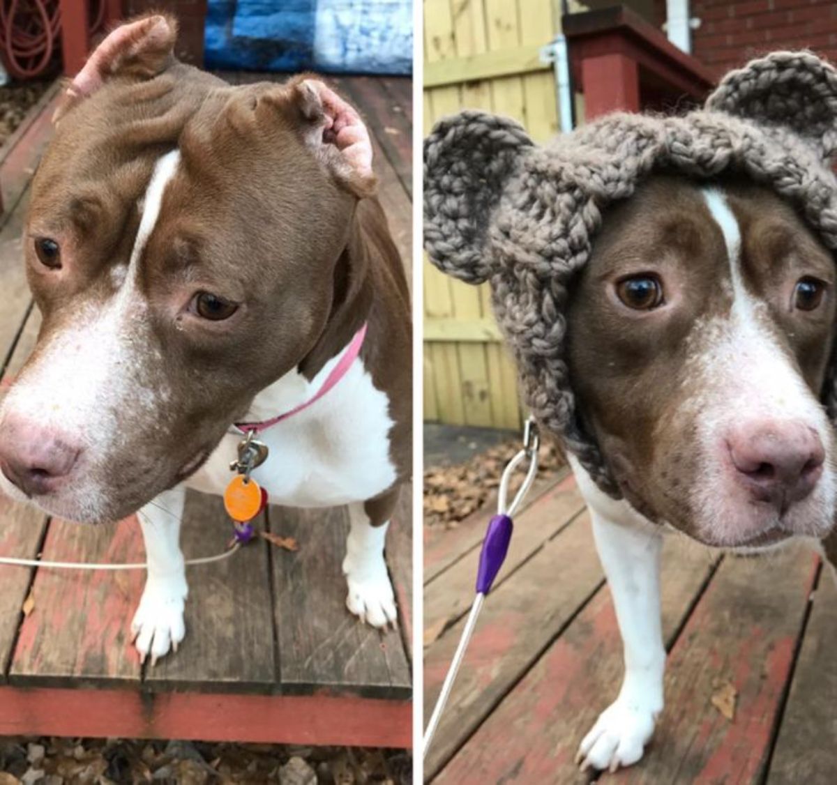 2 photos of a brown and white pitbull with grey crochet ears