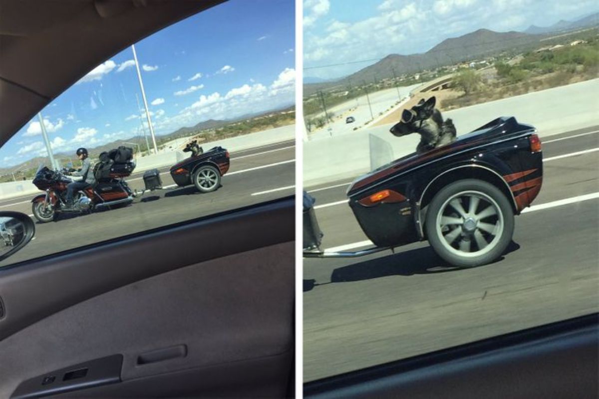 2 photos of a german shepherd wearing sunglasses and sitting in a motorcycle sidecar