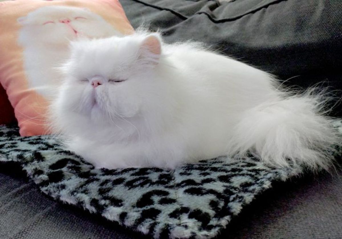 a fluffy white cat sitting on a grey and black thermal mat