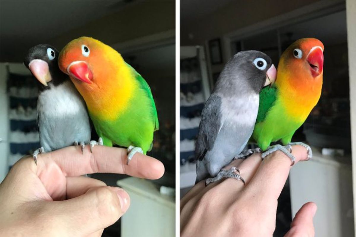 2 photos of a two birds together, one black and grey and the other red, green and yellow