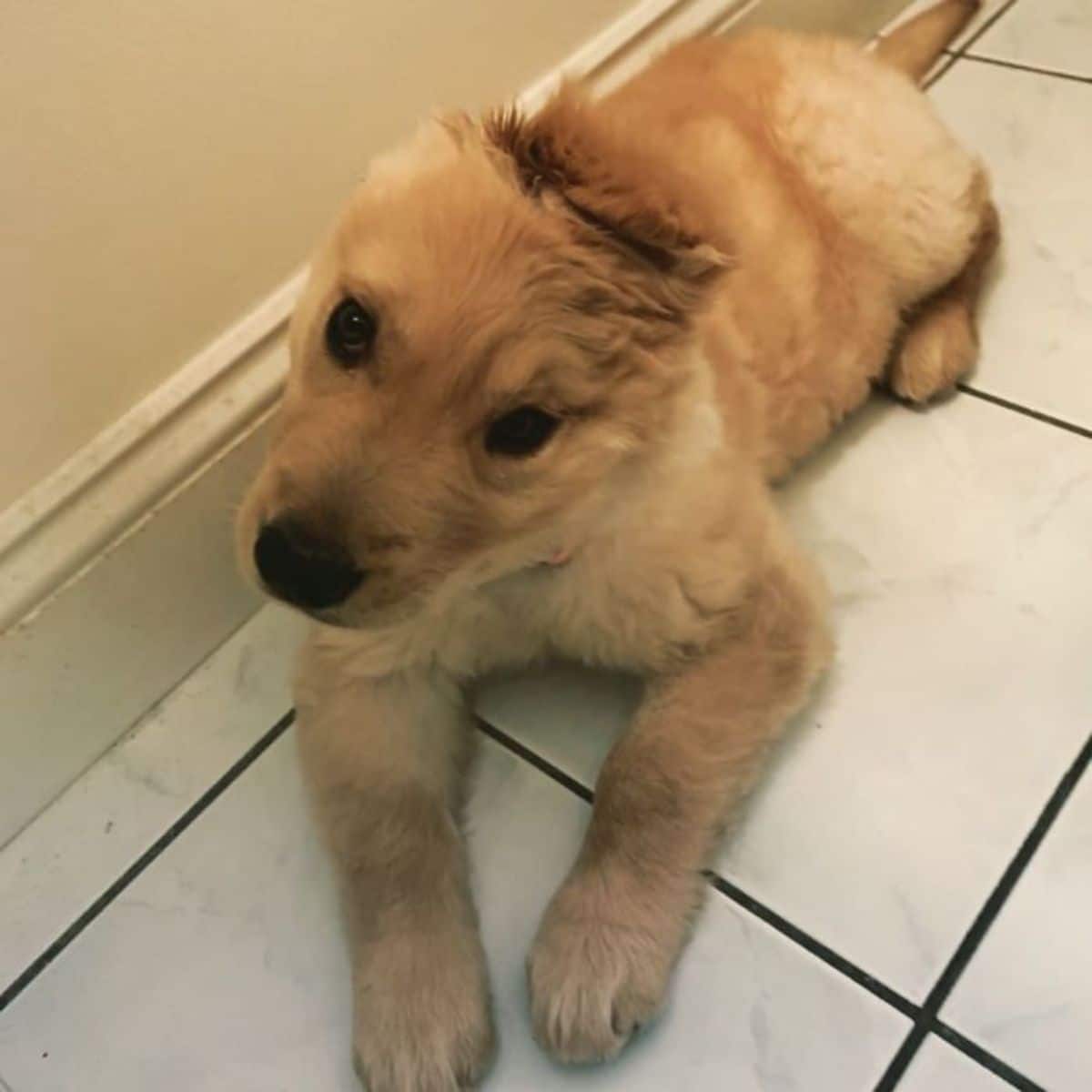 golden retriever puppy with one ear lying down on a white tiled floor