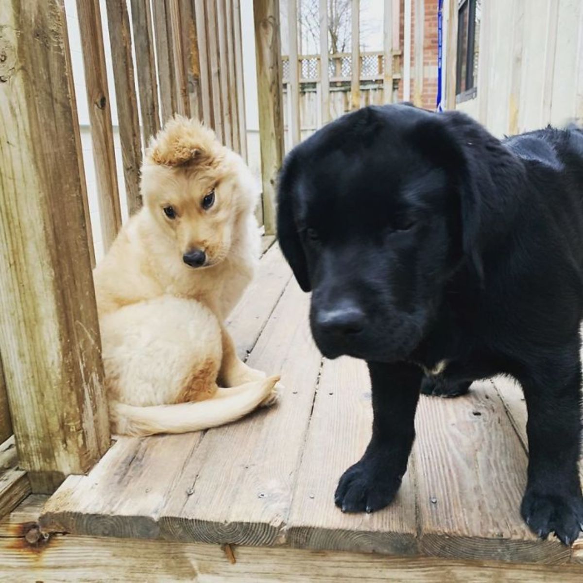 golden retriever puppy with one ear sitting on a wooden patio with a black labrador retriever puppy