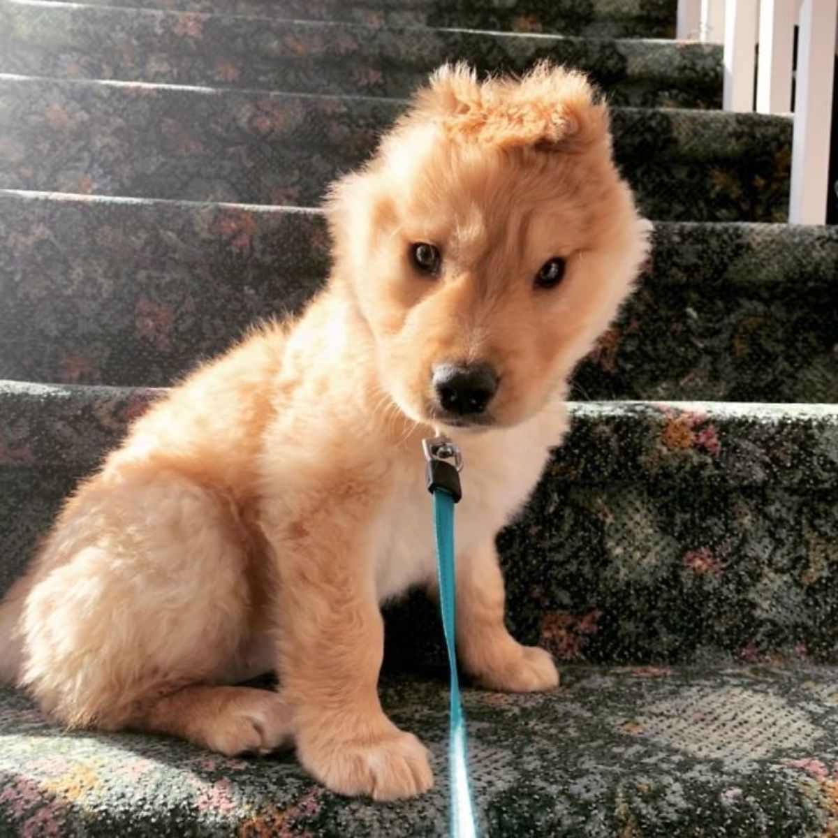 golden retriever puppy with one ear in a blue leash sitting on stairs with dark patterned carpeting