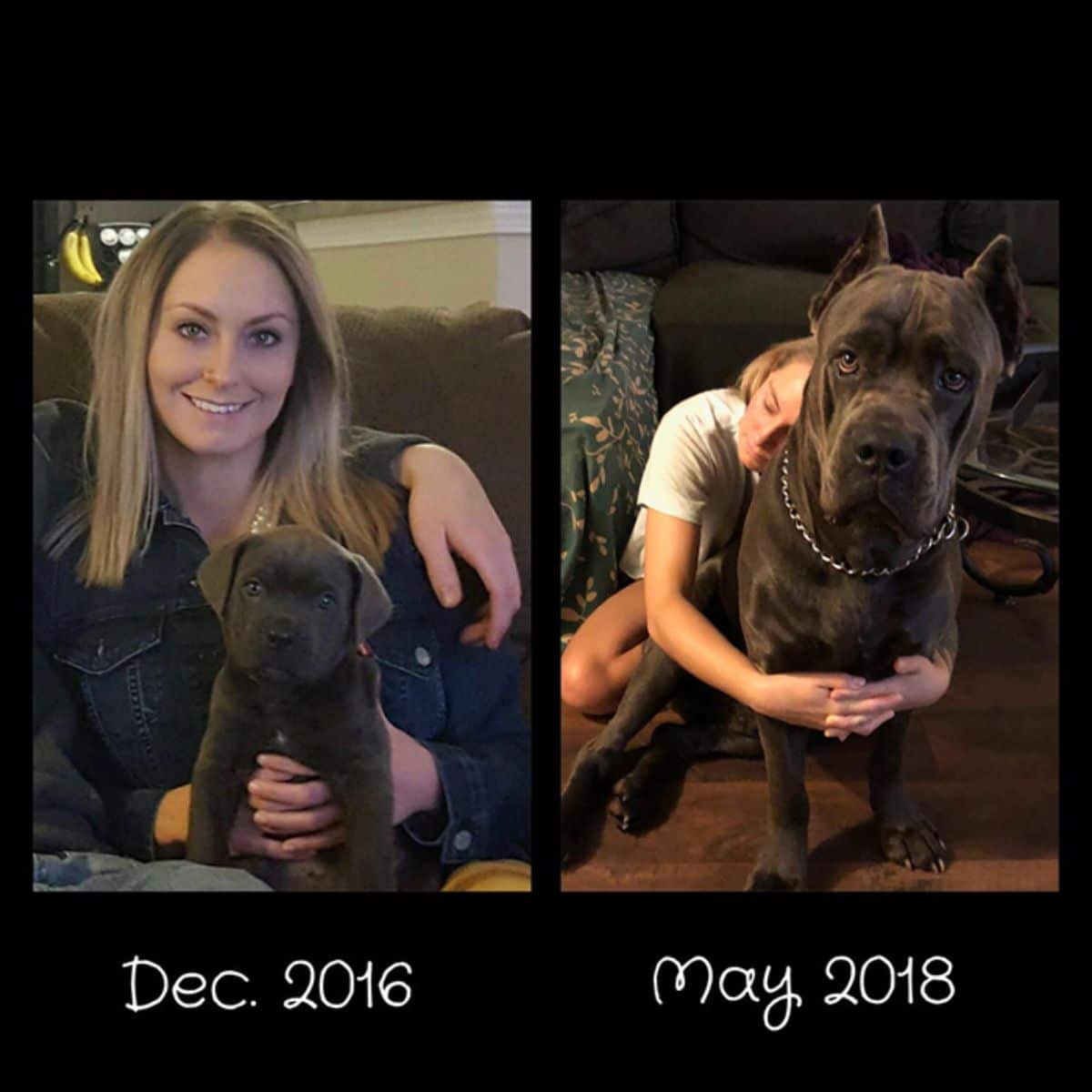 woman with a brown cane corso