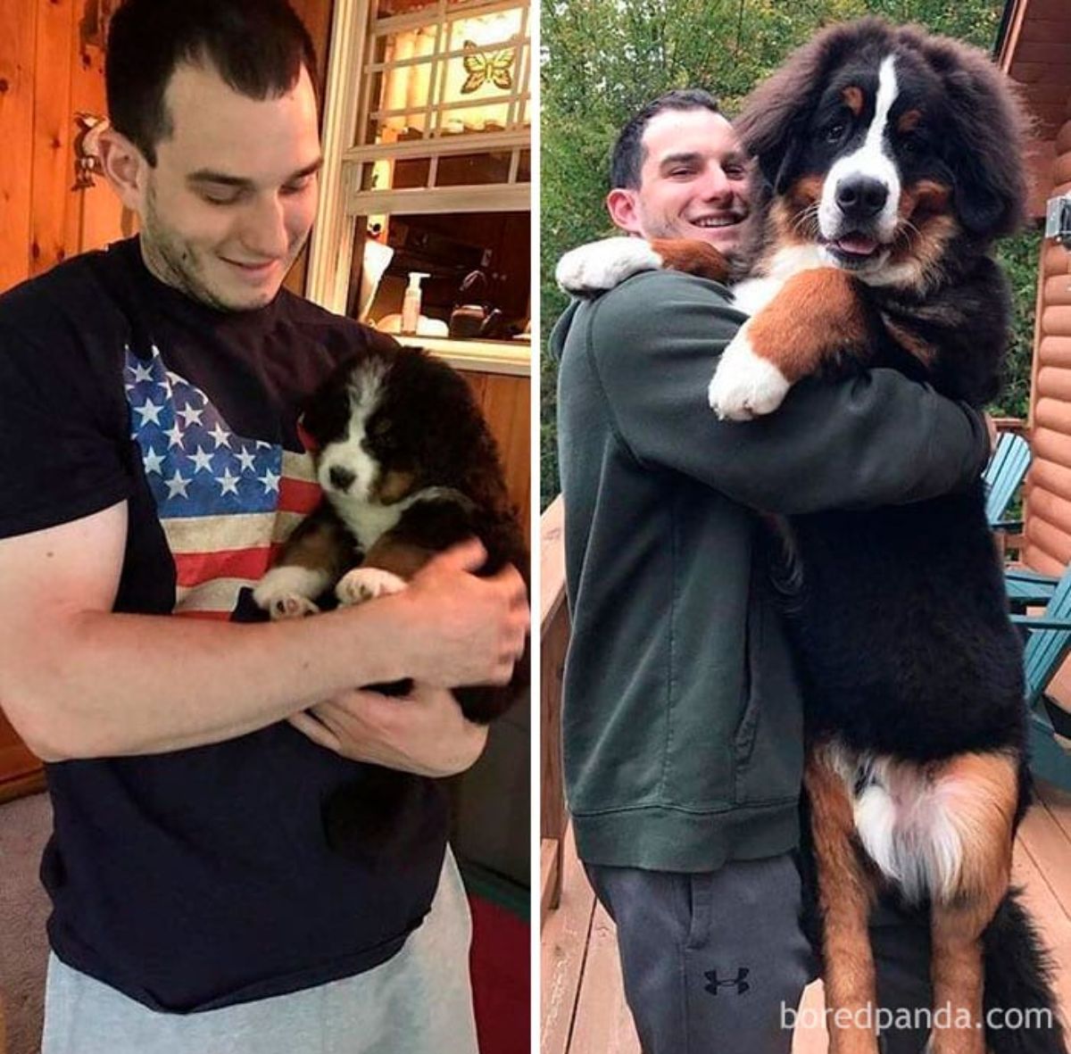 bernese mountain dog held by a man