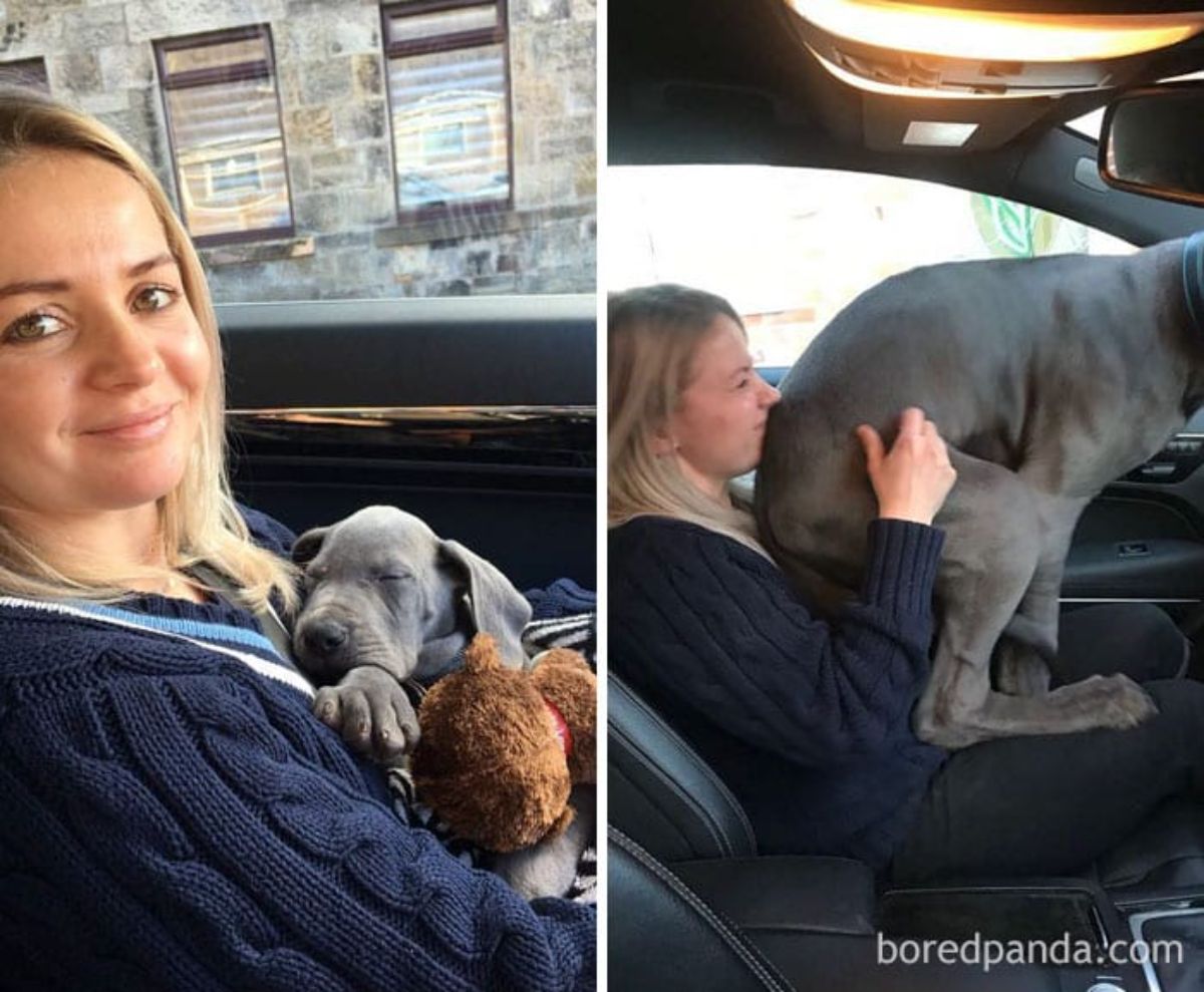 a woman with a grey great dane