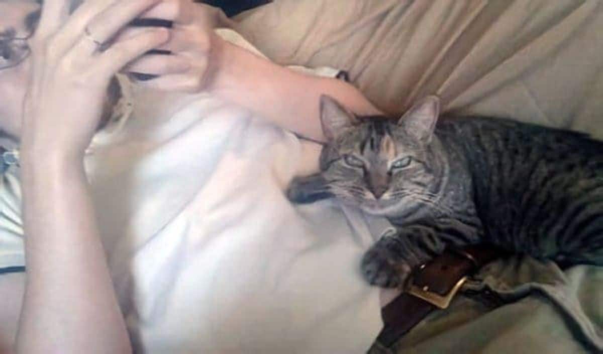 grey tabby cat laying on a brown couch with the front paws resting on a man's stomach