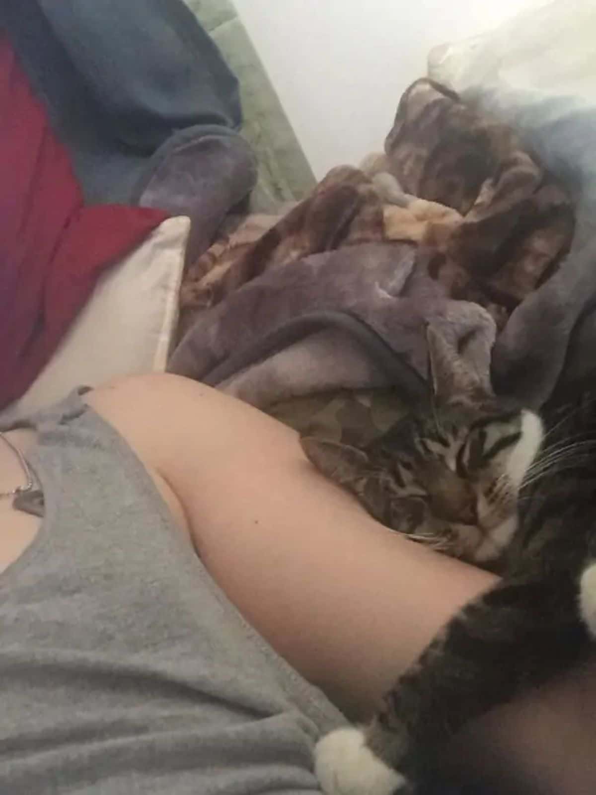 grey and white tabby sleeping ona bed cuddling someone's arm