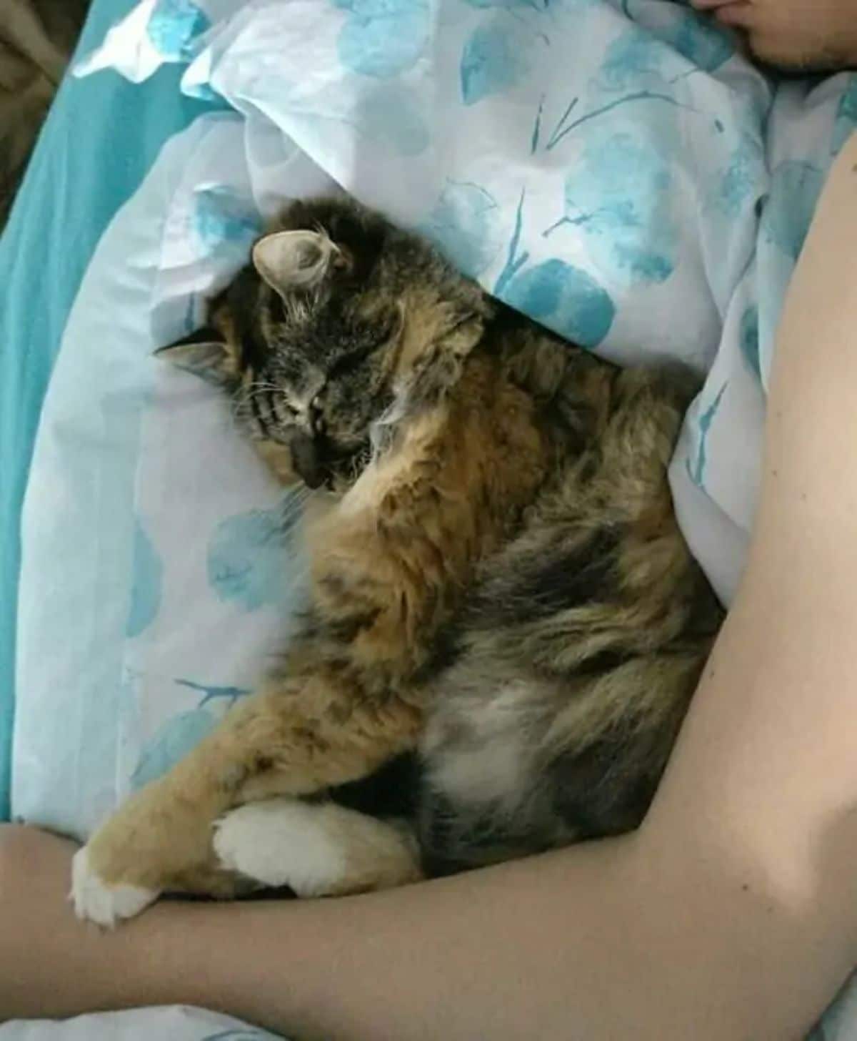 brown and grey tabby cat cuddled in bed with a person's arm around them