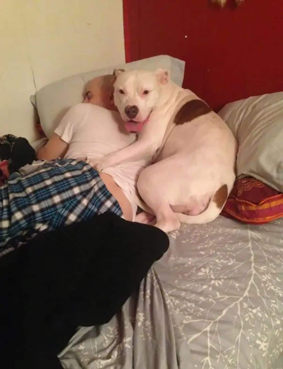 white and brown dog cuddled up against the back of a sleeping man on a bed