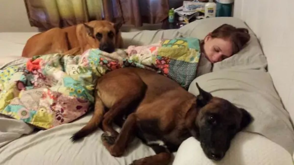2 brown dogs laying on either side of a woman sleeping on a bed