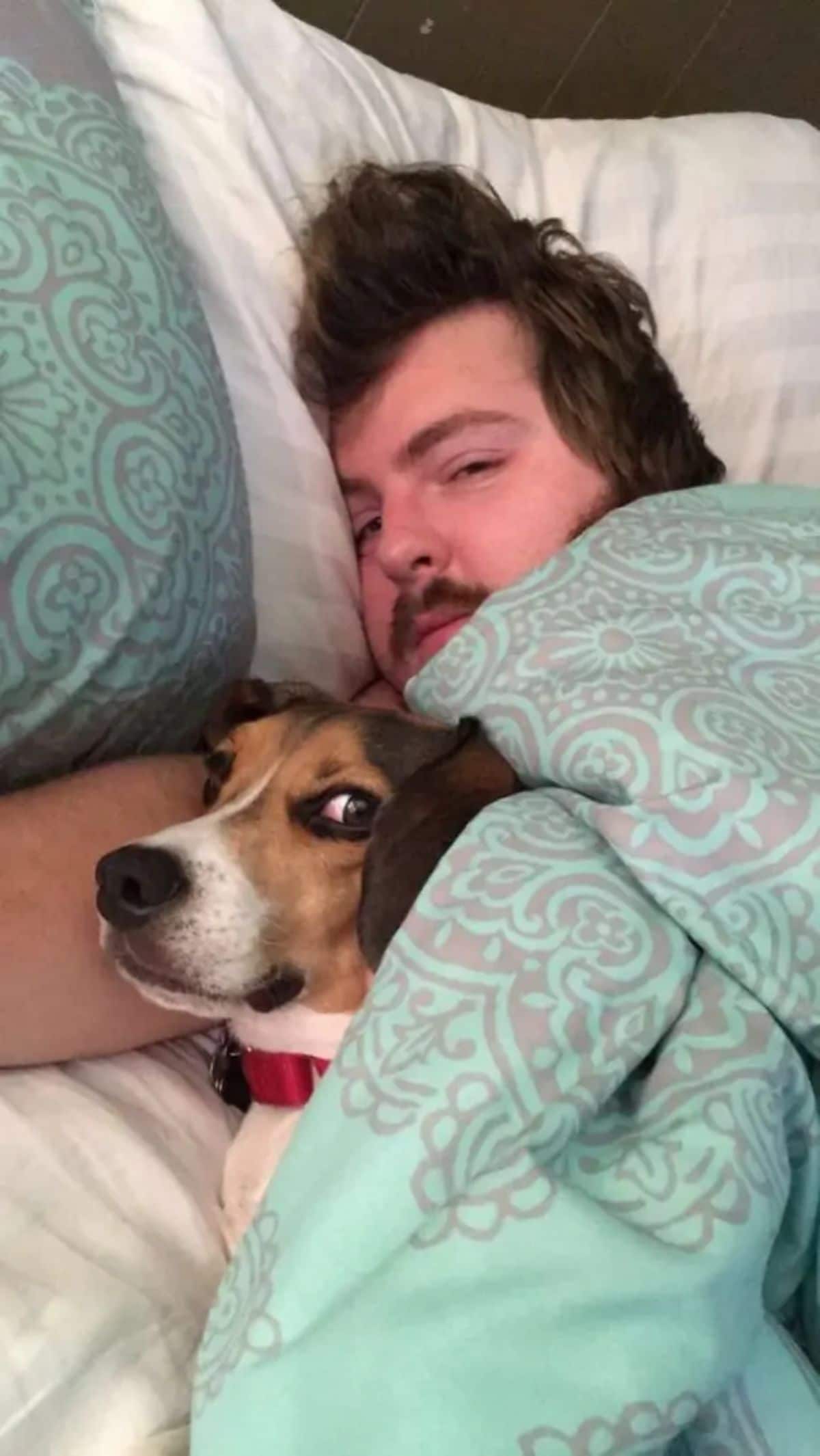 black brown and white dog cuddled in bed under a green and brown blanket with a man
