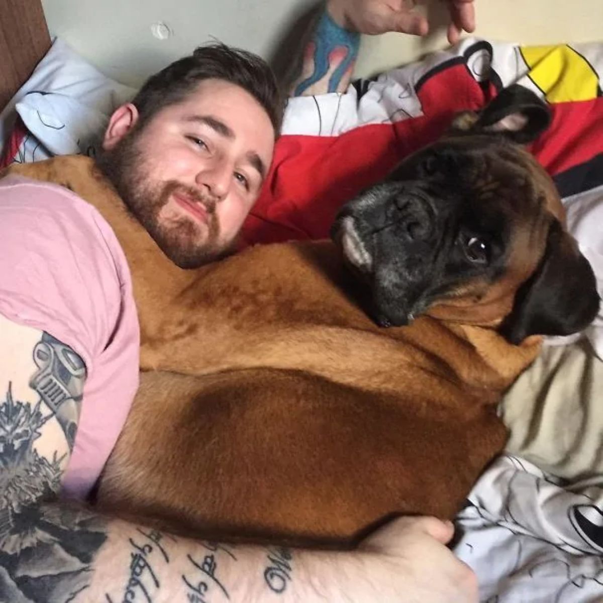 brown boxer cuddled in bed with a man