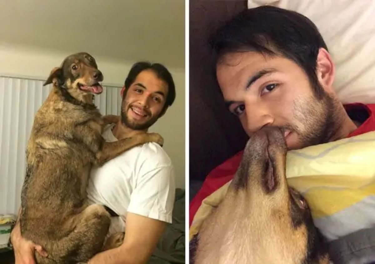 2 photos of a brown dog with a man