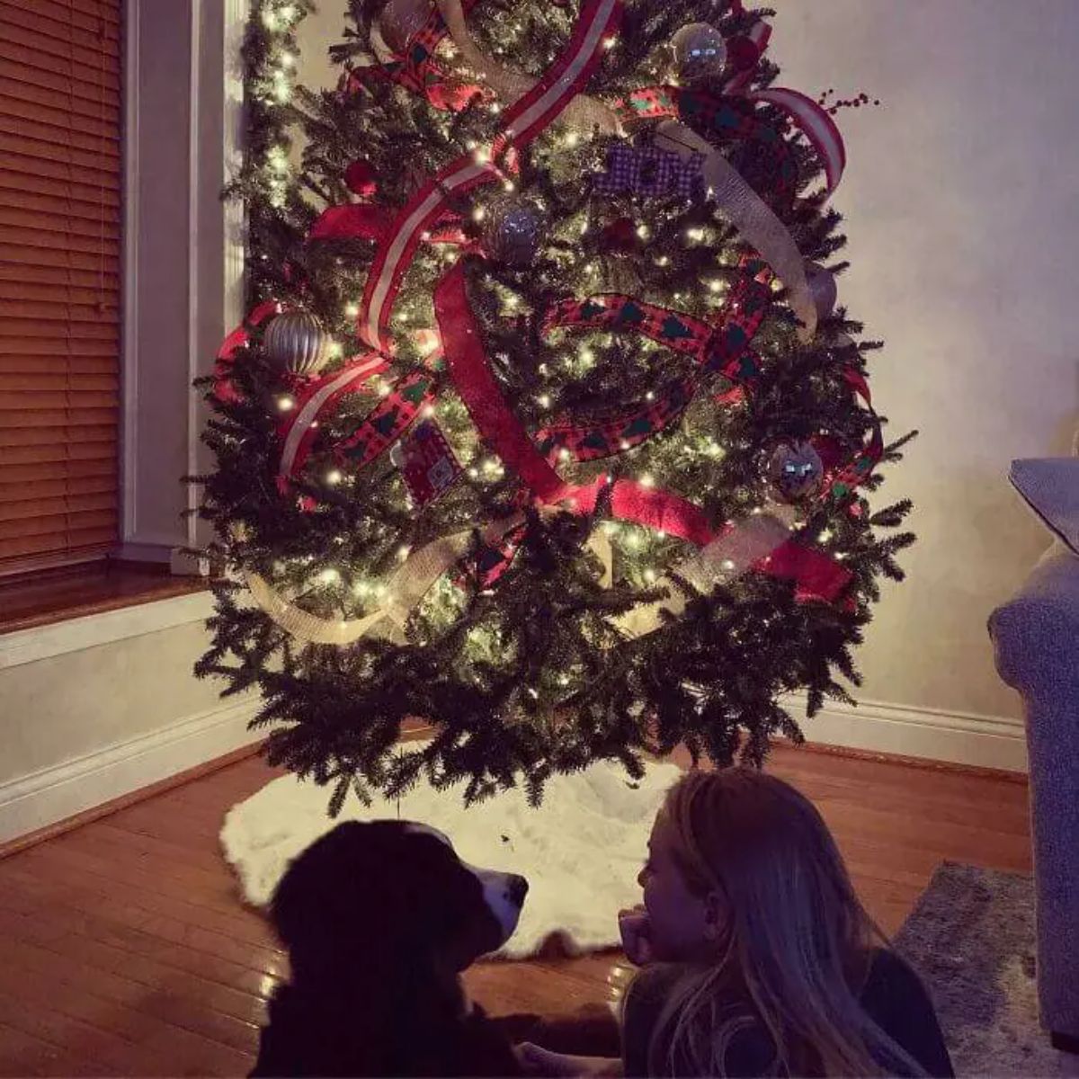 black and white dog and woman laying on a woonde floor udner a decorated and lit up christmas tree