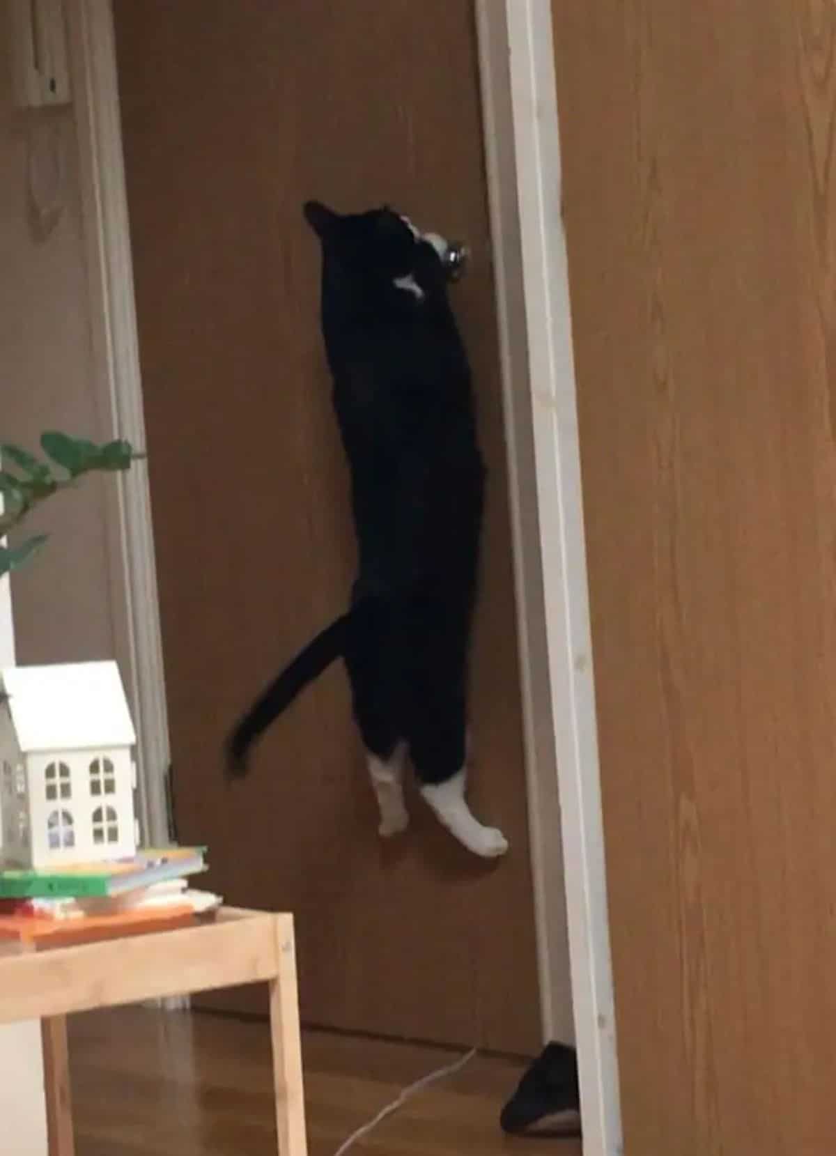 black and white cat hanging onto the doorknob of a brown door