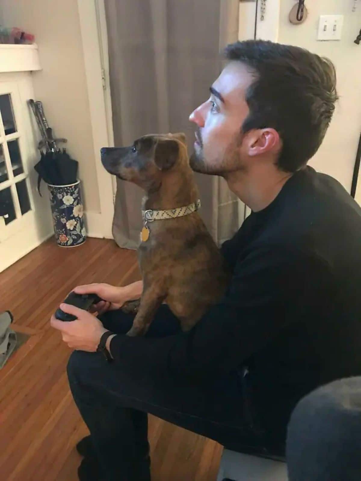 brown dog sitting on a man's lap while the man is playing a game