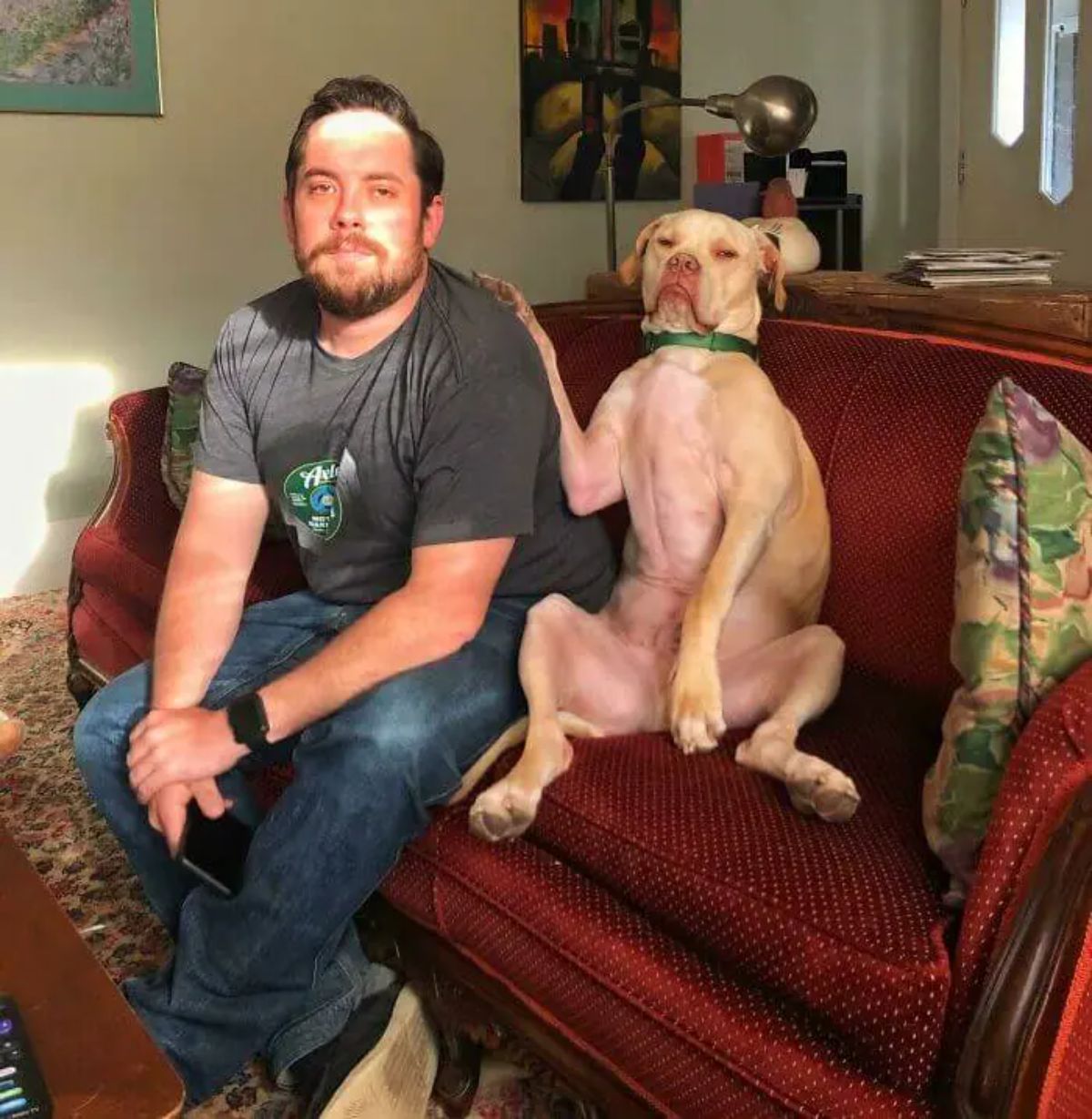 brown pitbull sitting upright on a red sofa putting one paw on a man's shoulder