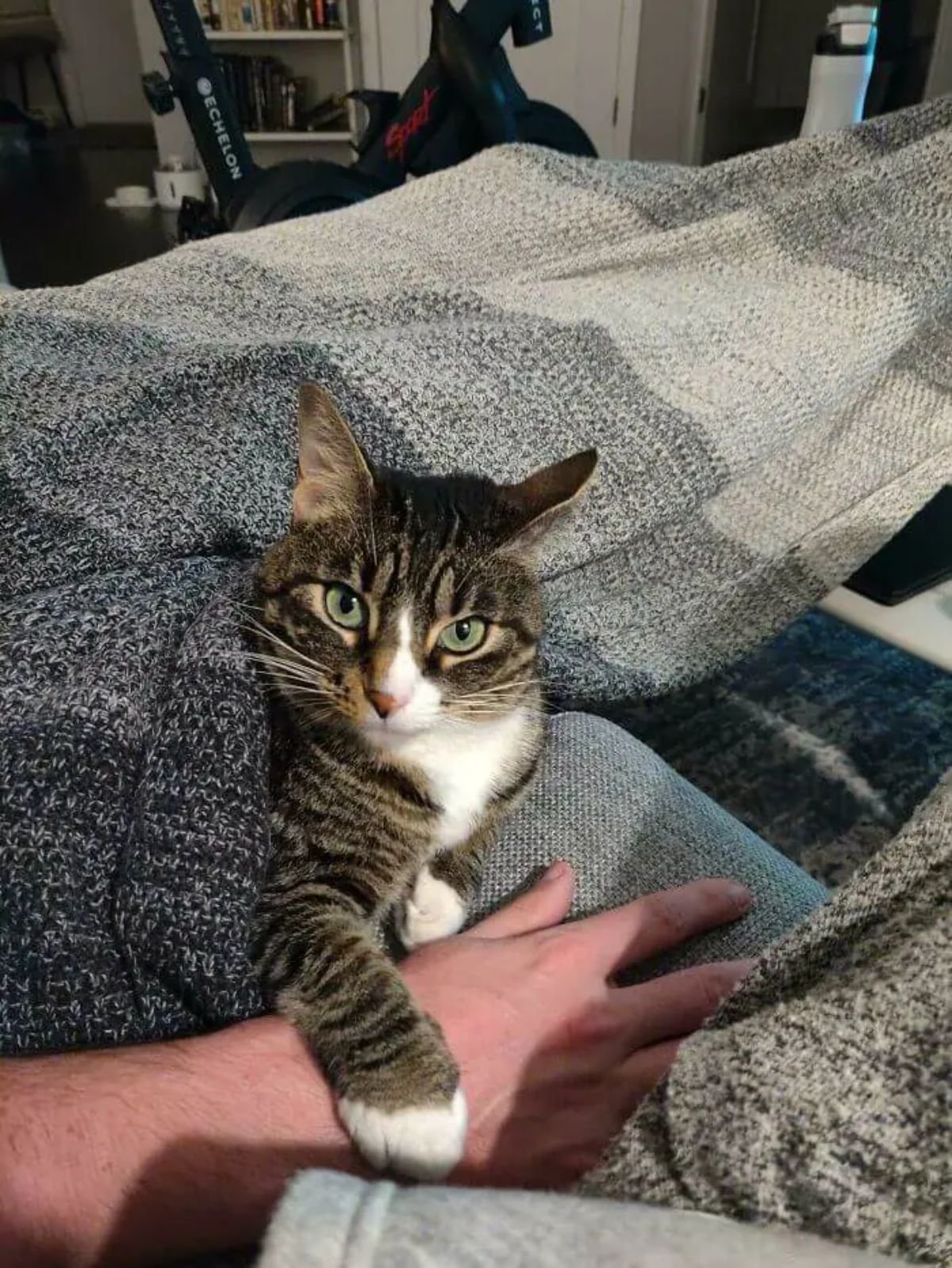 grey and white tabby cat holding hands with a man on a grey couch