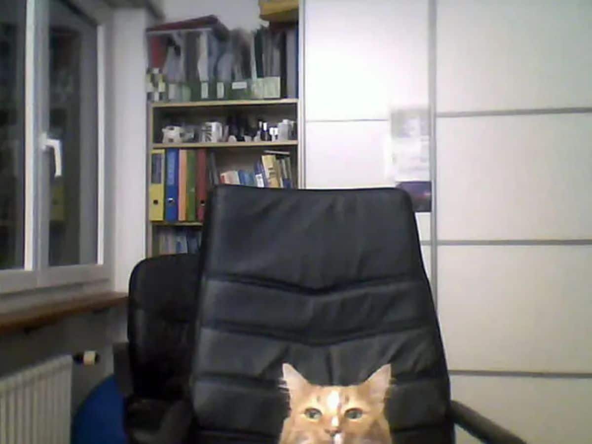 orange and white cat sitting on a black chair