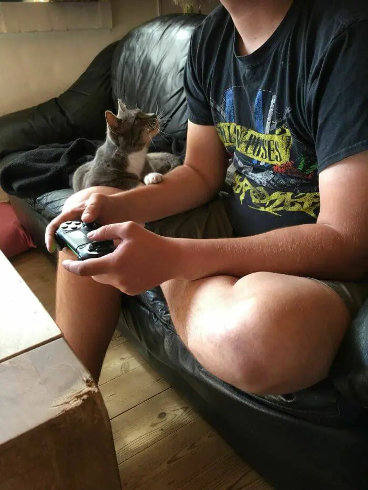 grey and white cat playing a paw on a man's arm who is playing a game on a black sofa