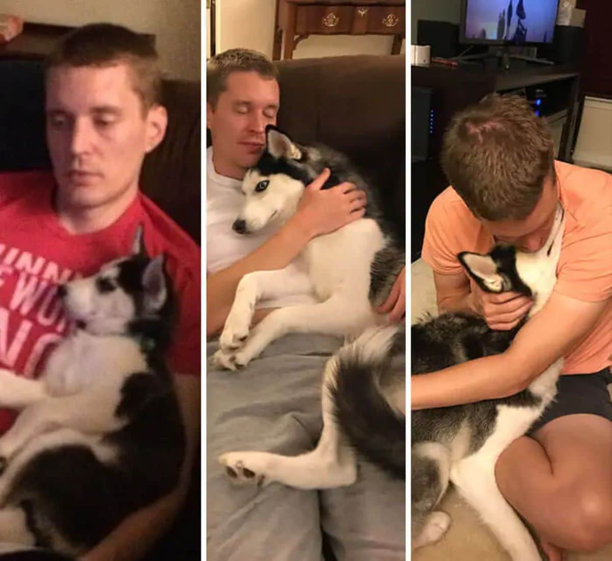 3 photos of a black and white husky on a man's lap