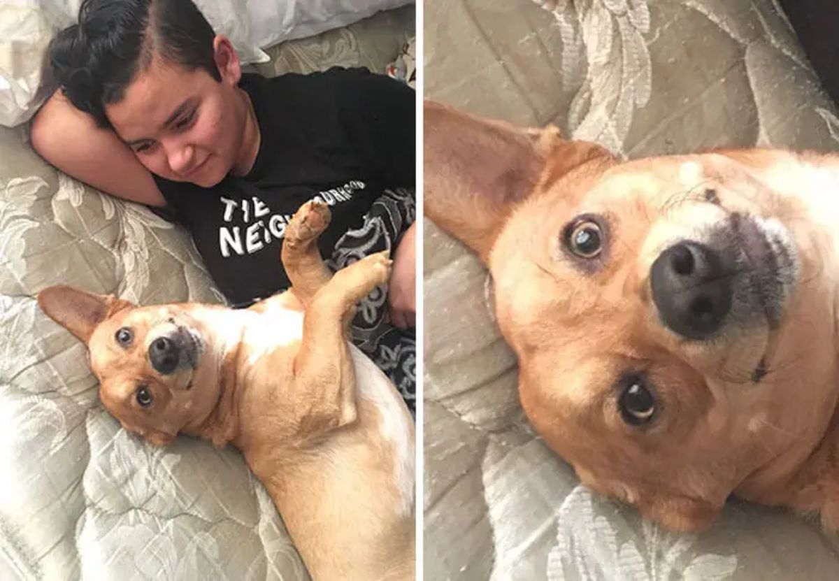 2 photos of a brown and white dog laying on a bed with a woman and looking smug