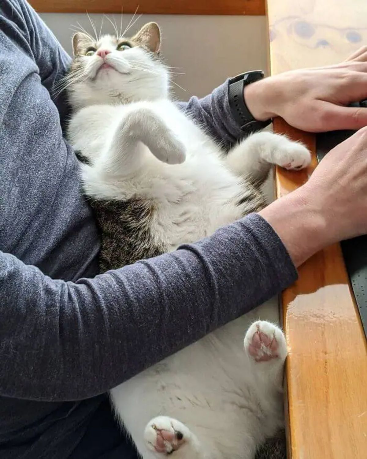 black and white tabby cat laying belly up on someone's lap and looking up at their face