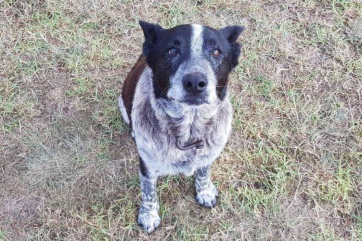 a black and white blue heeler sitting on the ground