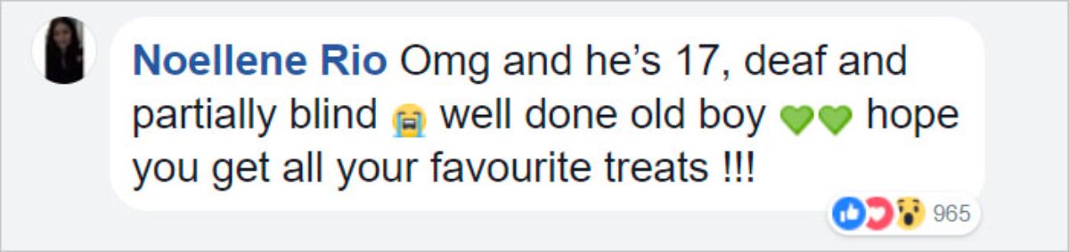 facebook comment from noellene rio saying omg and he's 17, deaf and partially blind well done old boy hope you get all your favourite treats !!!