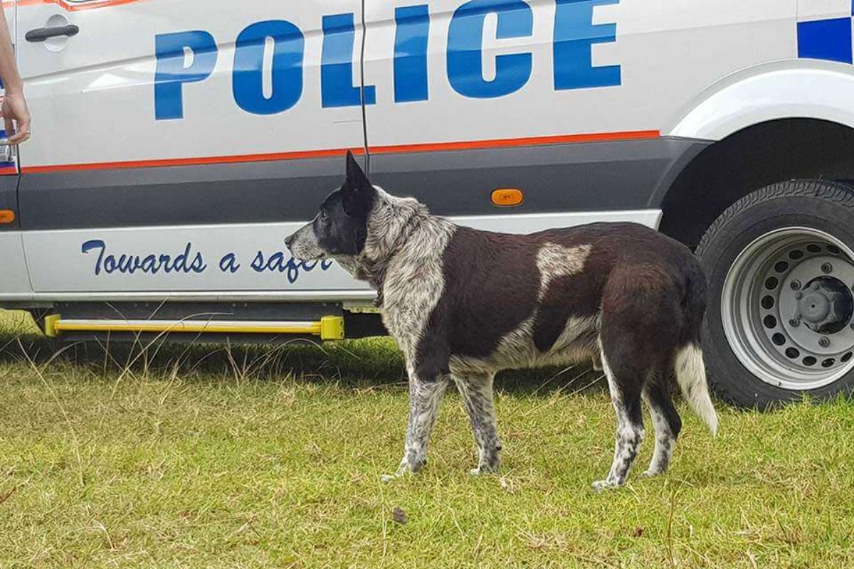 black and white blue heeler standing next to a police vehicle