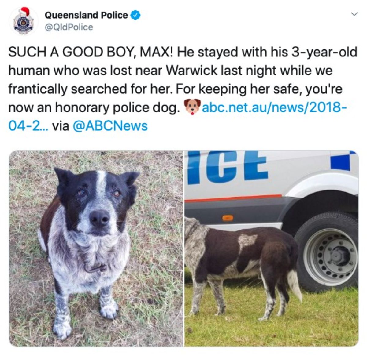 two photos of a black and white blue heeler dog sitting on the ground and standing next to a police vehicle in a tweet from queensland police saying SCUH A GOOD BOY MAX. he stayed with his 3-year-old human who was lost near warwick last night hile we frantically searched for her. for keeping her safe you're now an honorary police dog