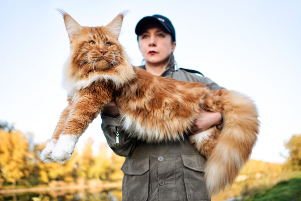 orange and white maine coon being held up by a woman