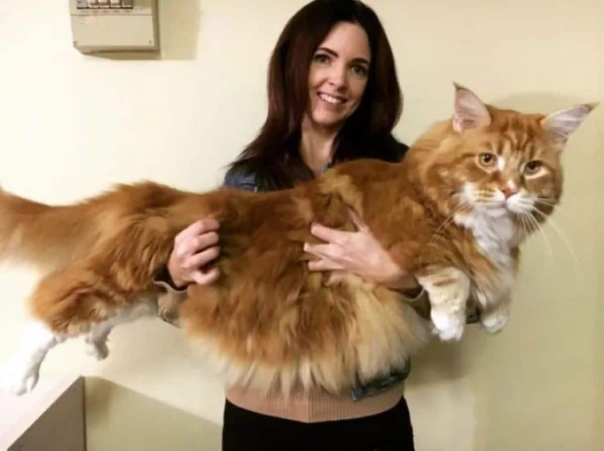 orange and white maine coon being held by a woman