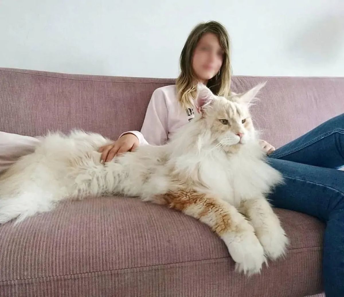 large white maine coon cat laying on a pink sofa with a woman
