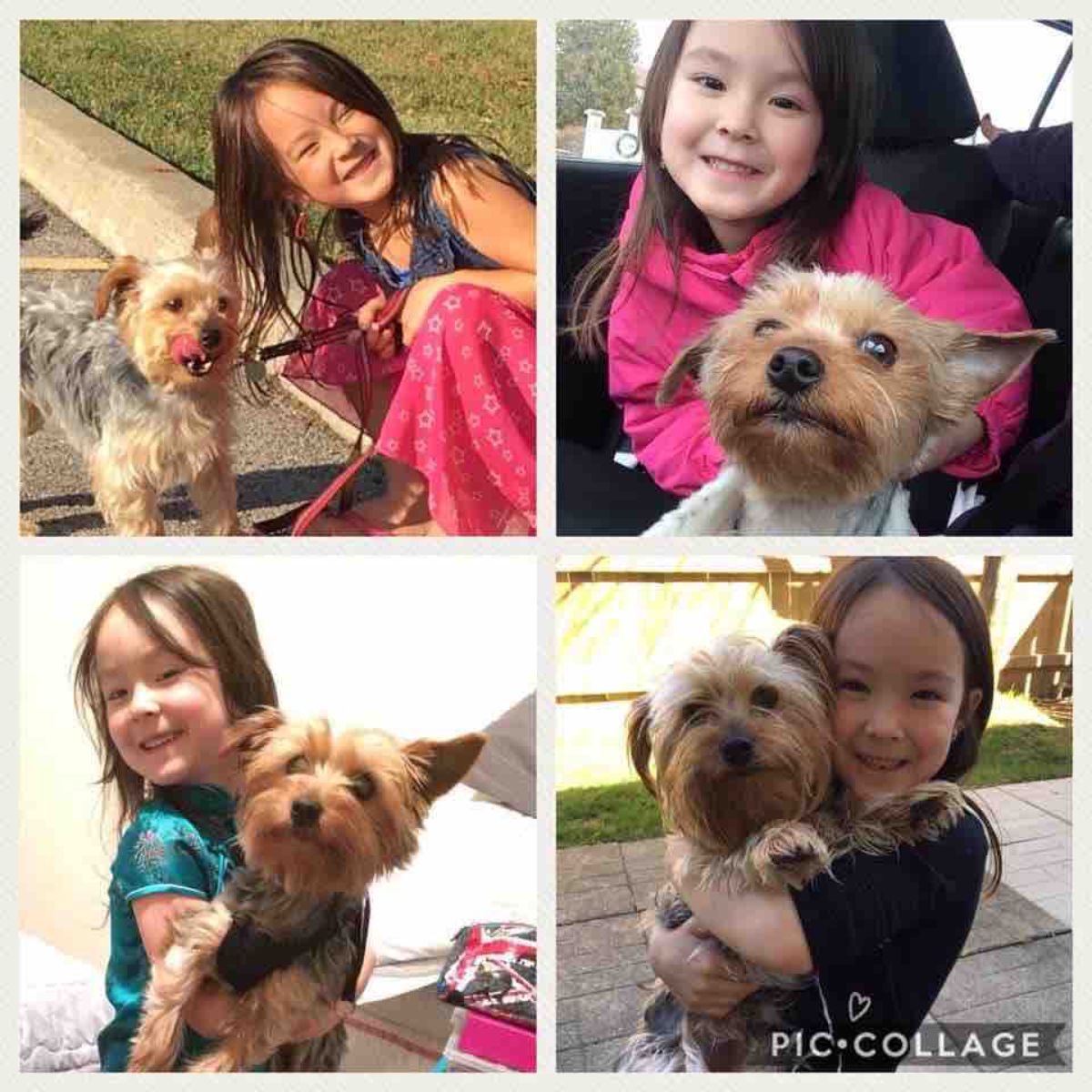 four photos of a little girl with a black and brown yorkshire terrier