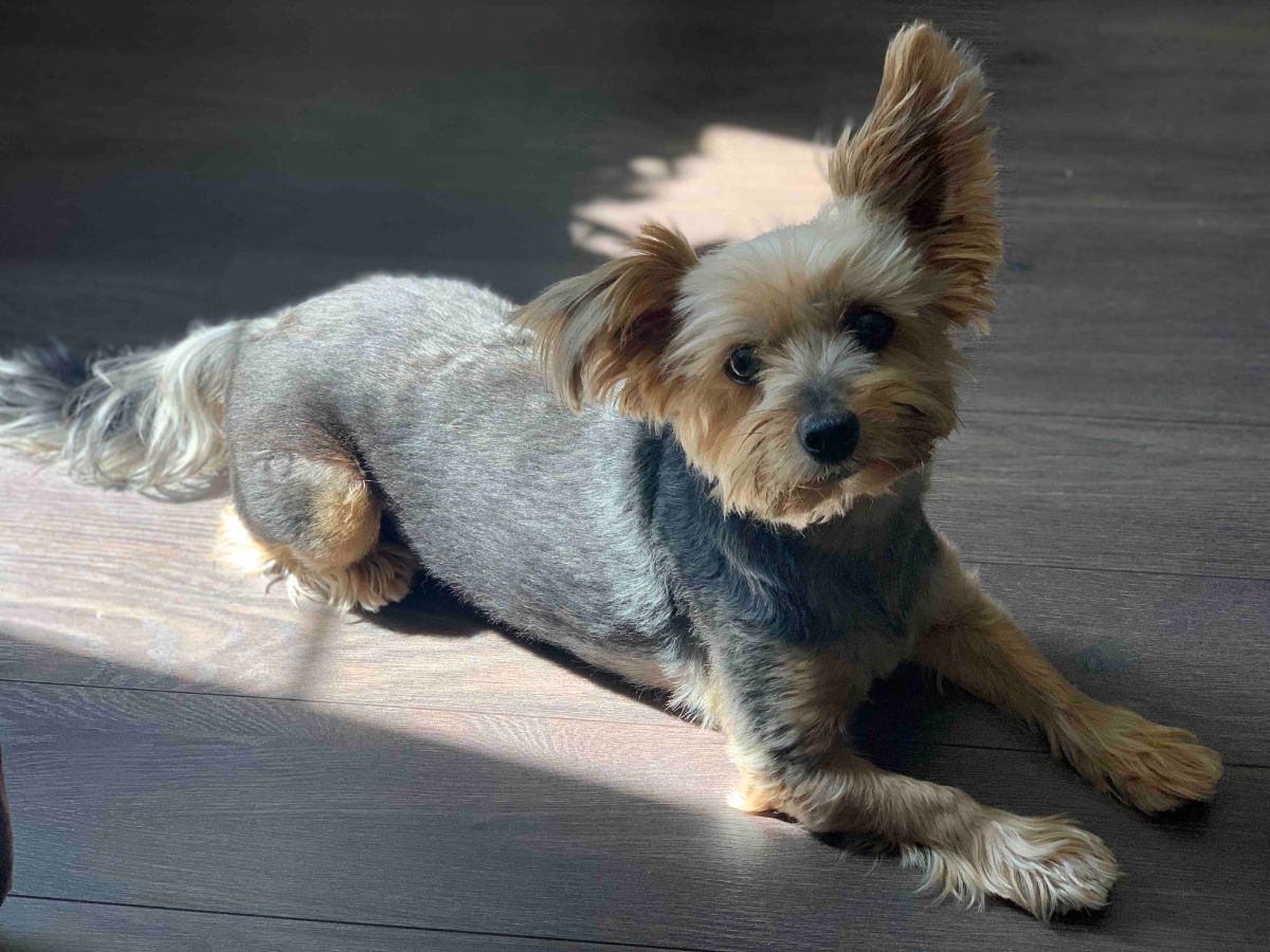 black and brown yorkshire terrier laying on wooden floor