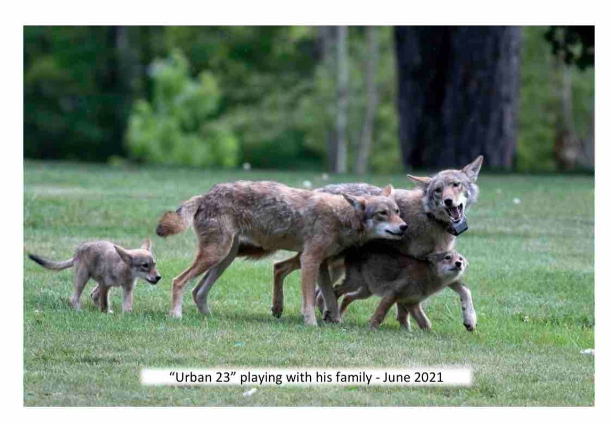 two adult coyote with two coyote pups